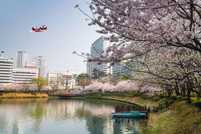 Hàn Quốc Mùa Hoa Anh Đào: Seoul | Nami | Everland 2023